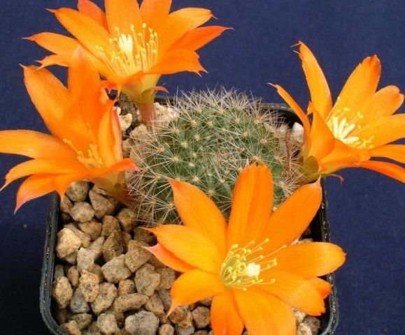Rebutia_walteri